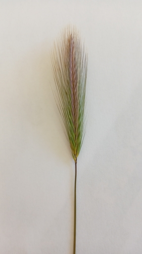 Hordeum nodosum iNat (1)