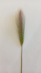 Hordeum capense