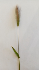 Hordeum capense