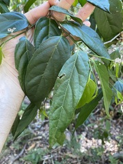 Alangium villosum