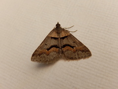 Dichromodes atrosignata