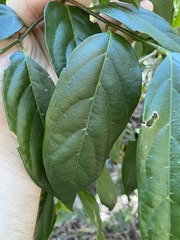 Alangium villosum