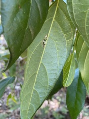 Alangium villosum