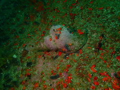 Tonnoidea