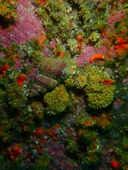 Tonnoidea