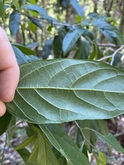 Alangium villosum