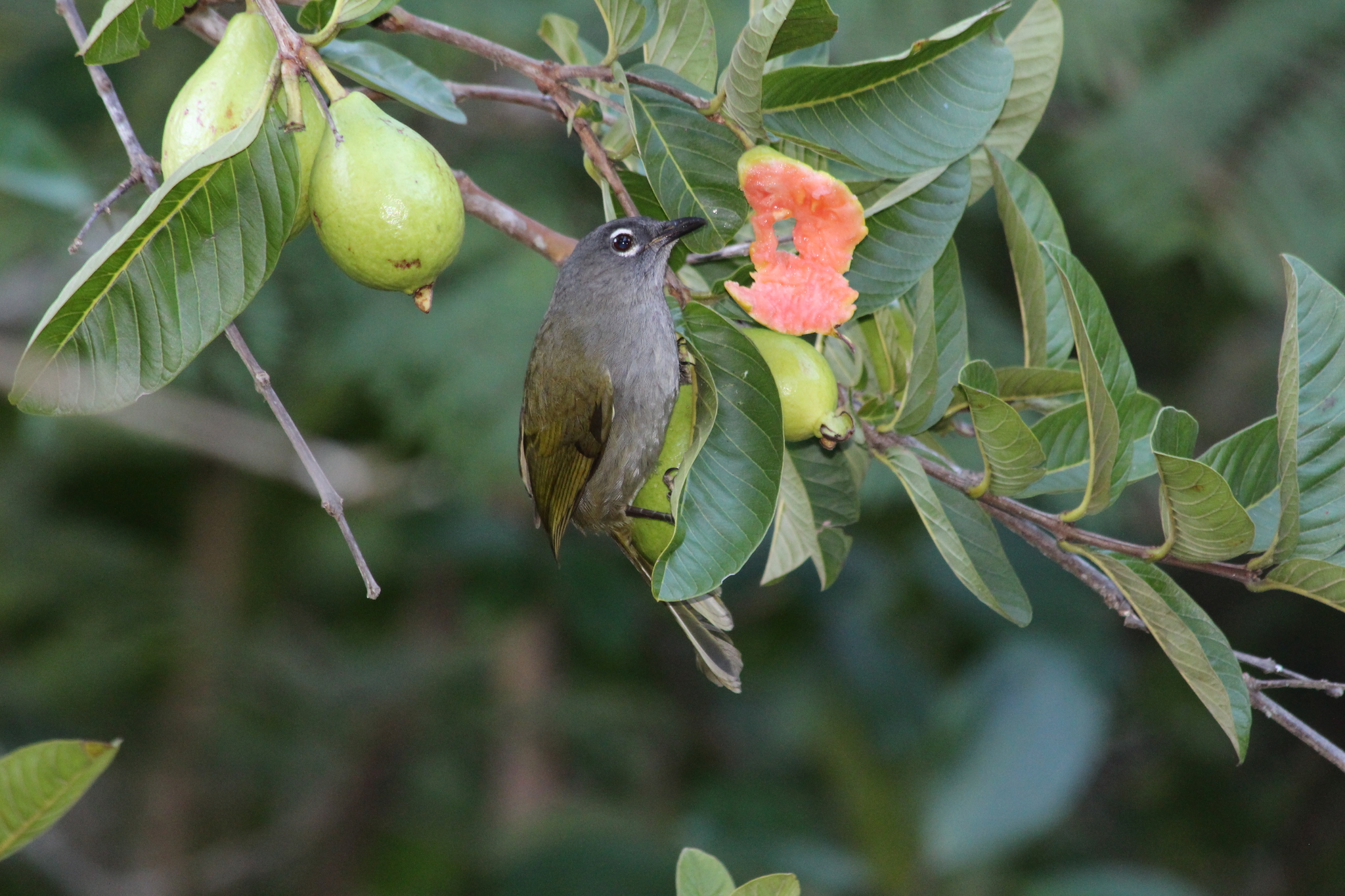 Black-browed Mountain Greenbul (Arizelocichla fusciceps), photo 7