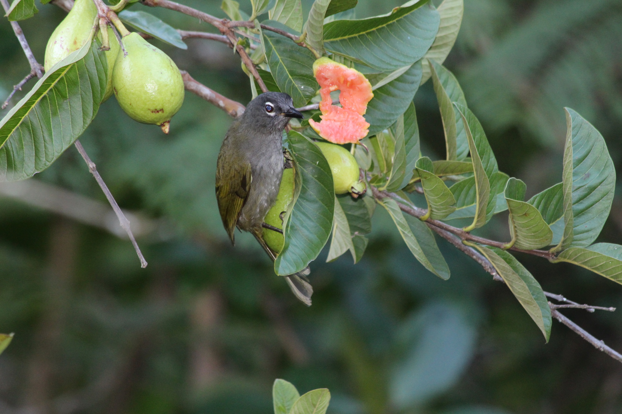 Black-browed Mountain Greenbul (Arizelocichla fusciceps), photo 6