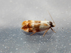 Euphiltra eroticella