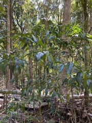 Alangium villosum