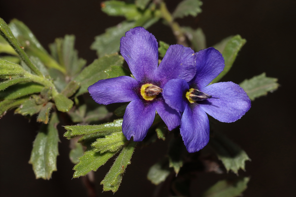Halgania anagalloides
