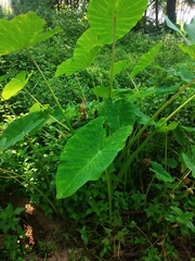 Colocasia esculenta