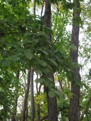 Carpinus cordata