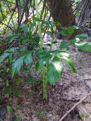 Amorphophallus paeoniifolius