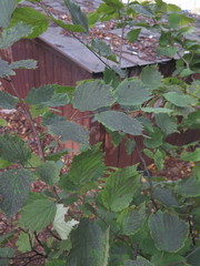 Corylus sieboldiana mandshurica