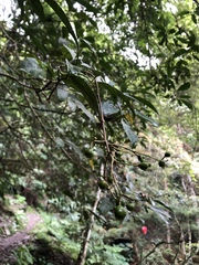 Turpinia ternata