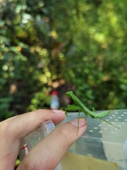 Hierodula pistillinota