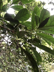 Turpinia ternata
