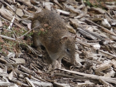 Isoodon obesulus obesulus