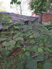 Corylus sieboldiana mandshurica