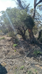 Alectryon oleifolius