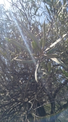 Alectryon oleifolius