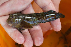 Scartella emarginata