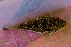 Amblyrhynchote honckenii