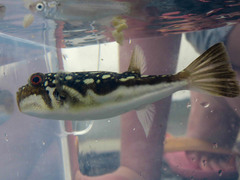 Amblyrhynchote honckenii