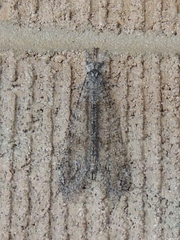 Vella fallax texana