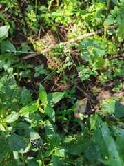 Hierodula pistillinota