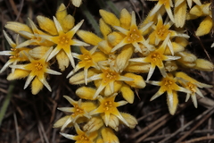 Conostylis setigera