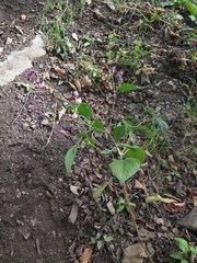 Persicaria pilosa