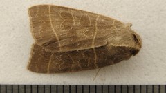 Ipimorpha pleonectusa