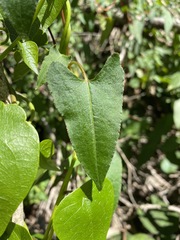 Muehlenbeckia gracillima