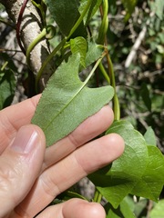 Muehlenbeckia gracillima