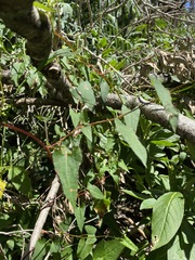 Muehlenbeckia gracillima