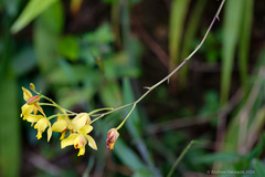 Spathoglottis pubescens