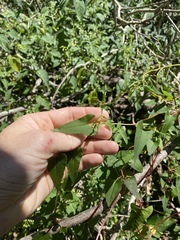 Muehlenbeckia gracillima