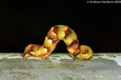 Racotis boarmiaria
