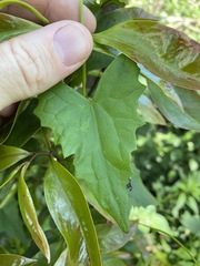 Zehneria cunninghamii