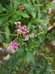 Centranthus ruber