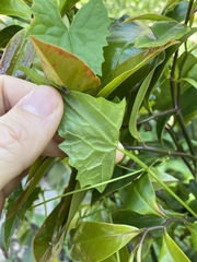 Zehneria cunninghamii