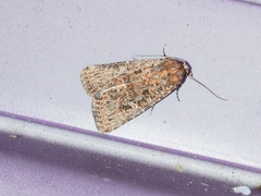 Hypoperigea tonsa