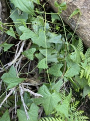 Zehneria cunninghamii