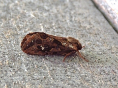 Korscheltellus fusconebulosa