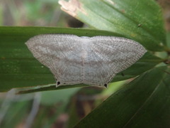 Acropteris ciniferaria