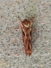 Korscheltellus fusconebulosa