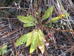 Viola gmeliniana