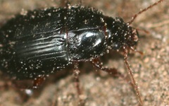 Amara equestris
